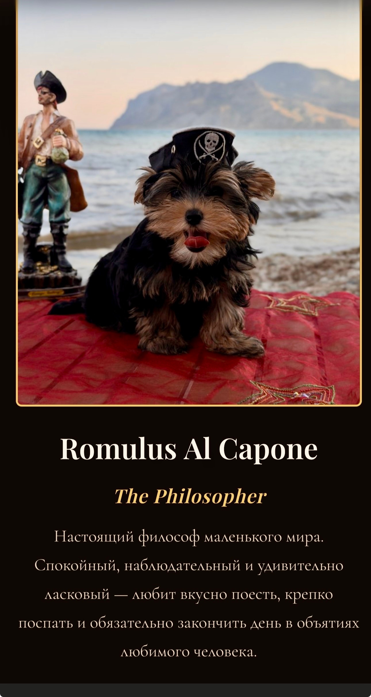  ROMULUS ALCAPONE &mdash; Labaza DogPedigree YorkshireTerrier